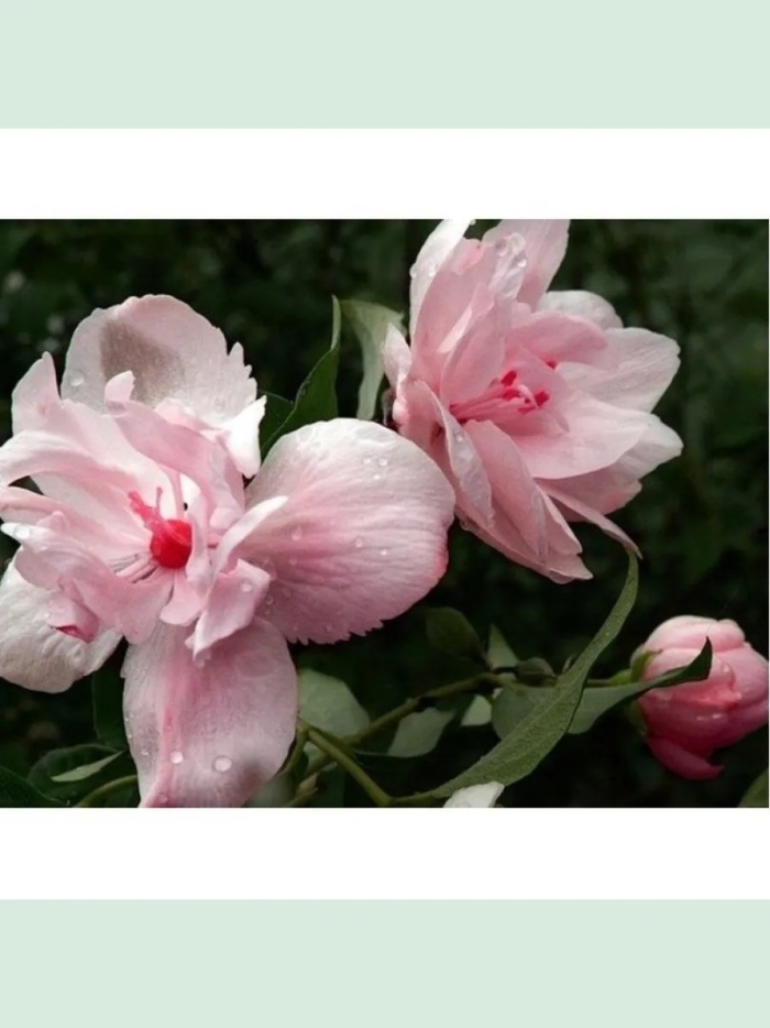 Лиана калистегия