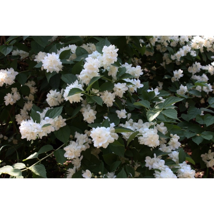 Жасмин садовый (чубушник) шнеештурм