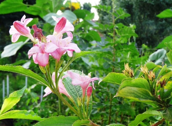 Жасмин куст розовый