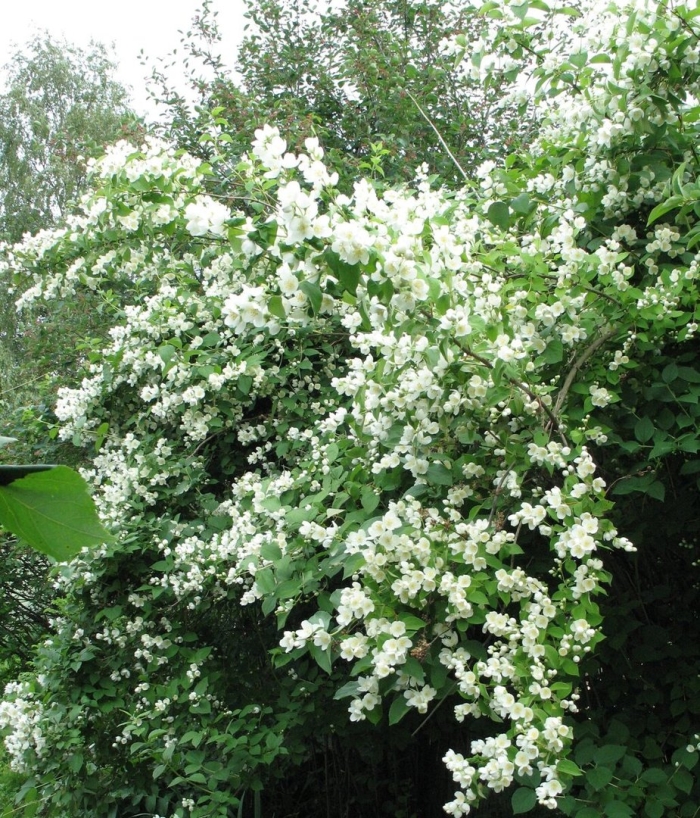 Жасмин чубушник снежная буря