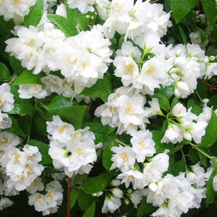 Чубушник (жасмин) монблан