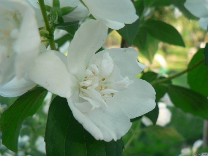 Жасмин махровый