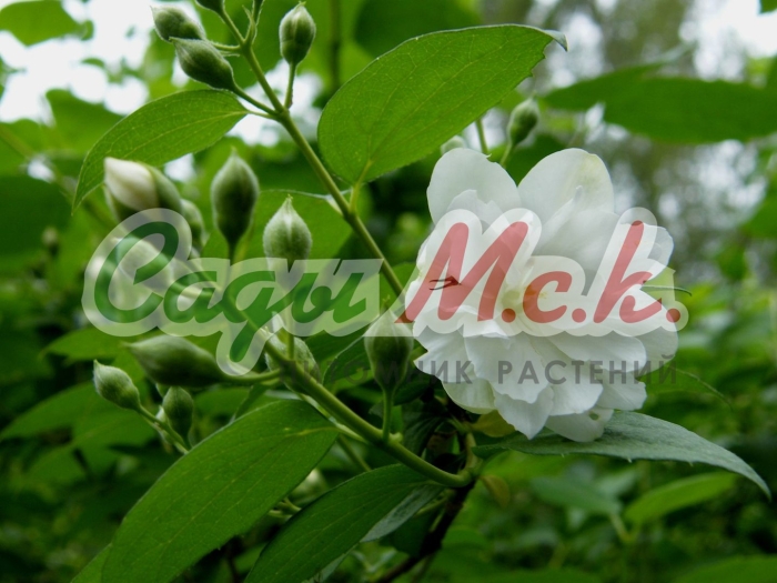 Чубушник жасмин