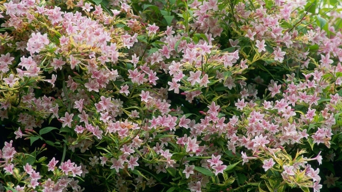 Вейгела кустарник нана вариегата