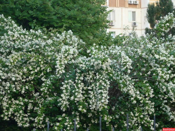 Жасмин чубушник изгородь