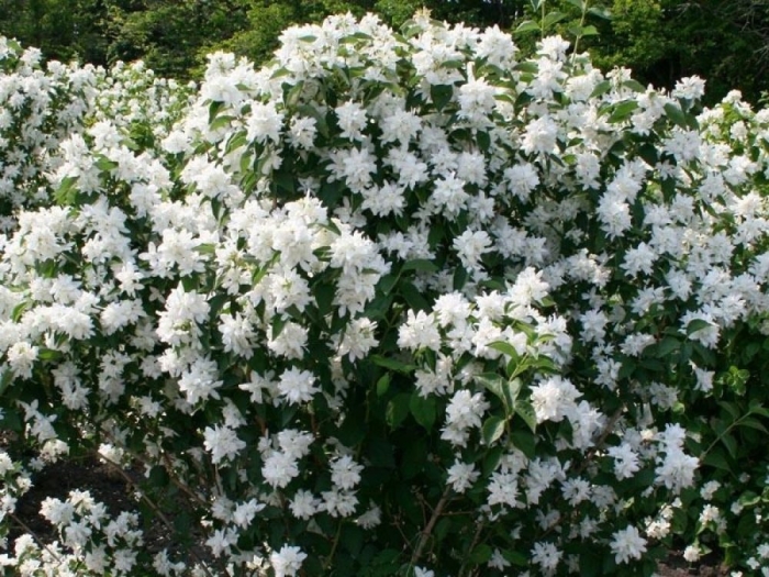 Жасмин чубушник комсомолец