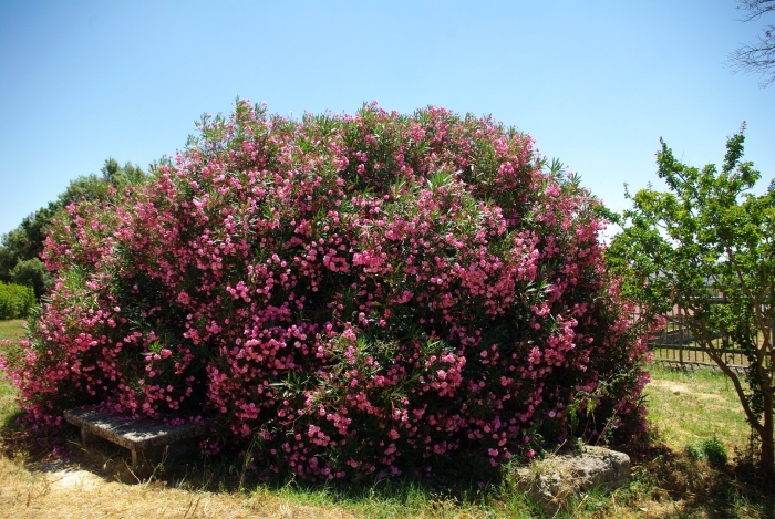 Олеандр обыкновенный куст