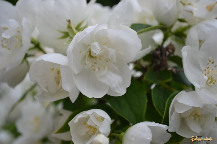 Жасмин (чубушник)  юннат