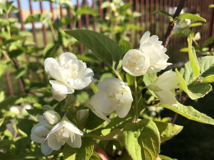 Жасмин (чубушник): алебастр