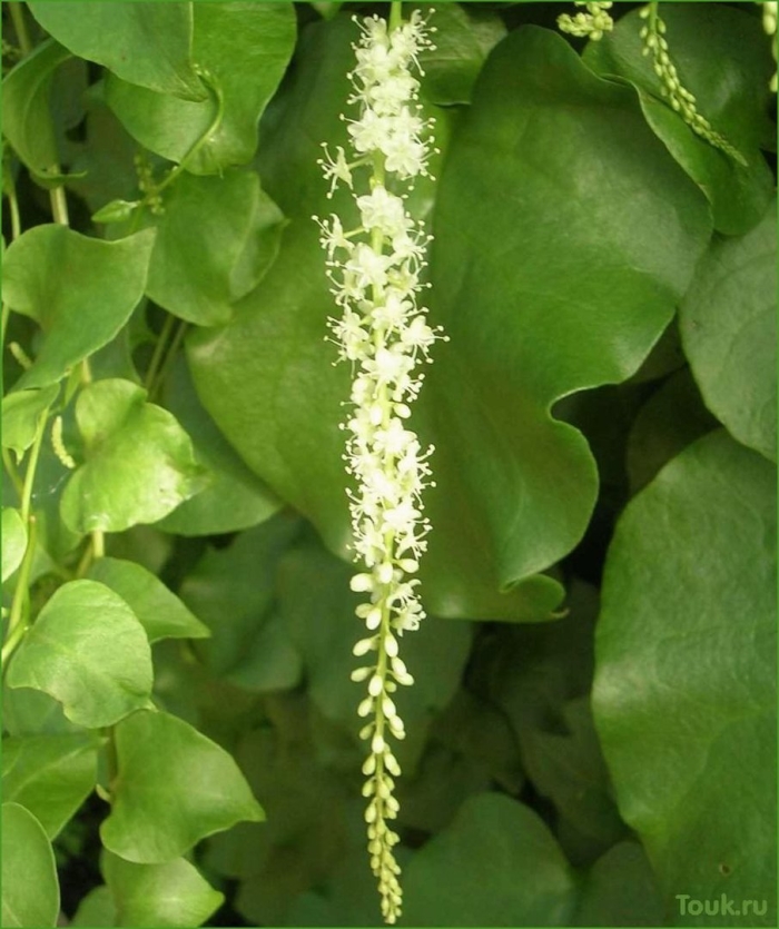 Буссенгольция андредера