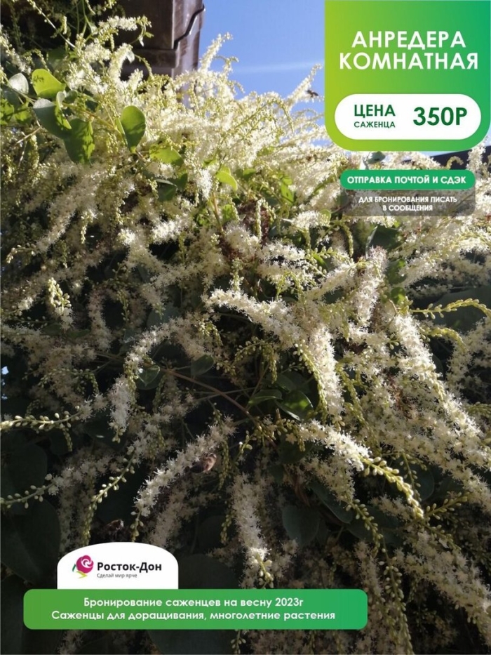 Буссенгольция андредера