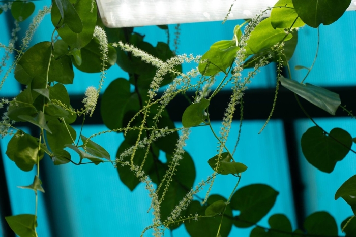 Буссенгольция андредера