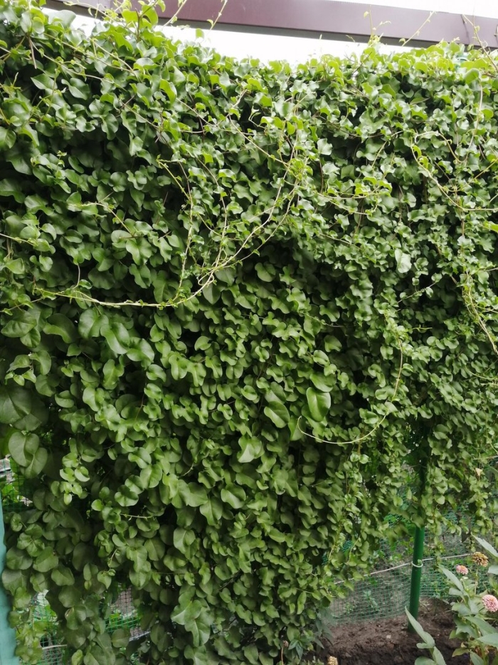 Лиана древогубец круглолистный