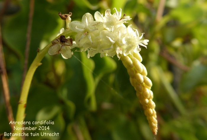 Fallopia sachalinensis