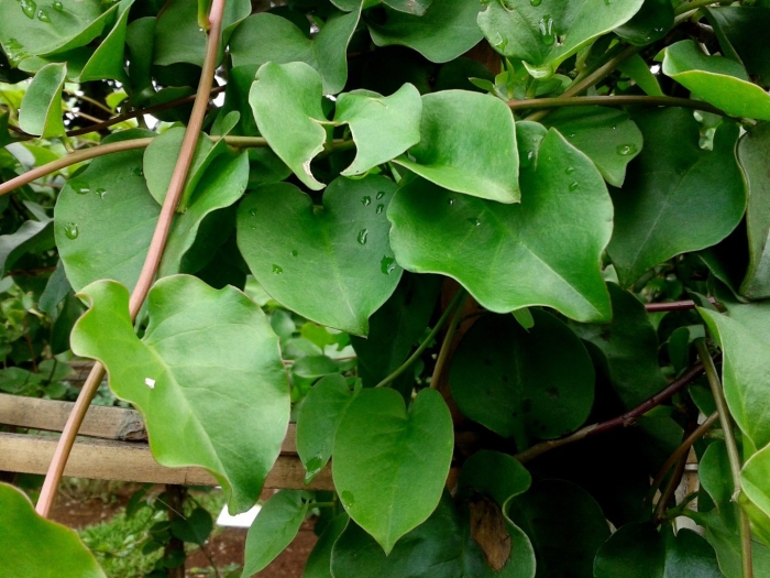 Анредера сердцелистная