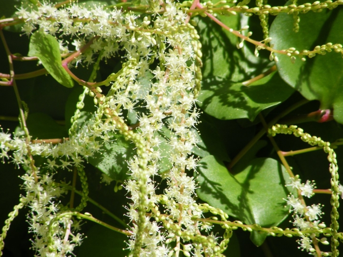 Анредера сердцелистная