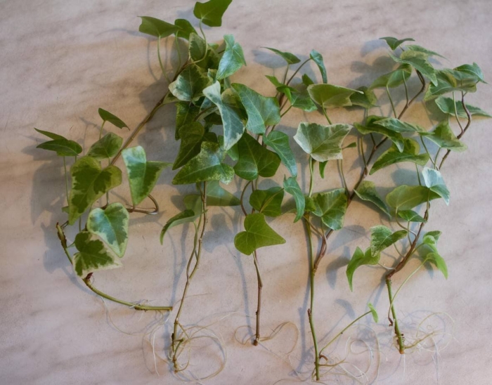 Как размножить плющ комнатный черенками в воде