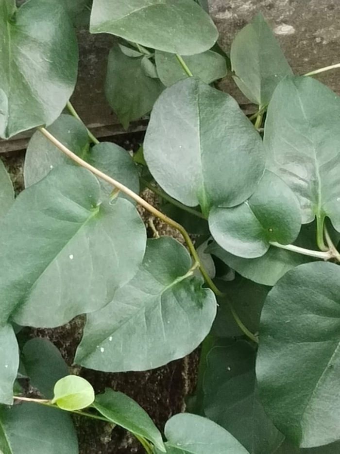 Филодендрон плющевидный