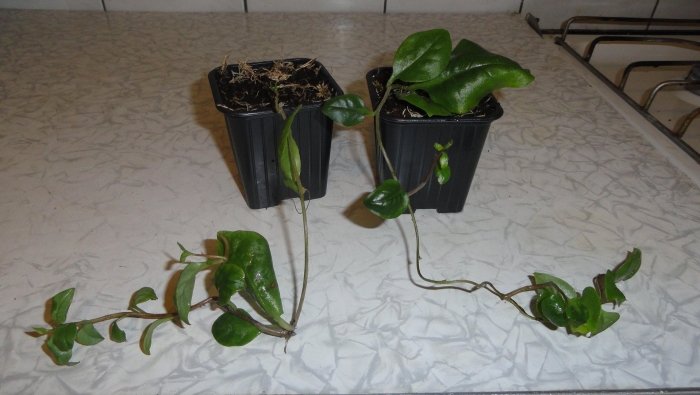 Эпипремнум marble planet