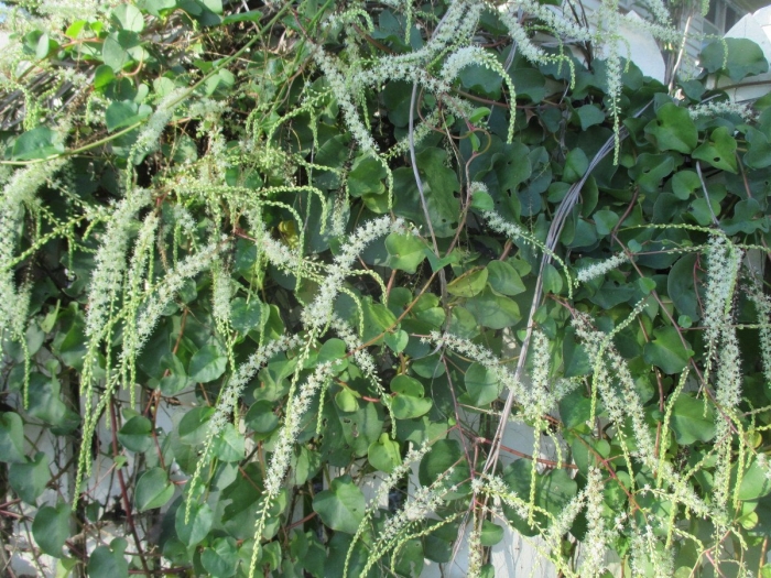 Буссенгольция андредера