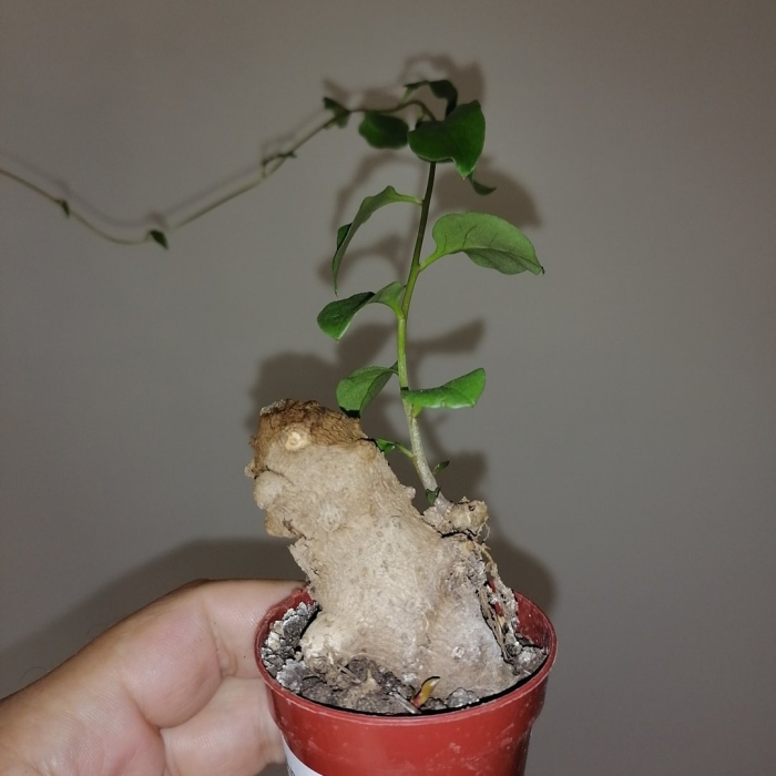 Каудексные растения