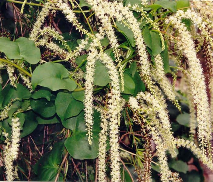 Лиана андредера