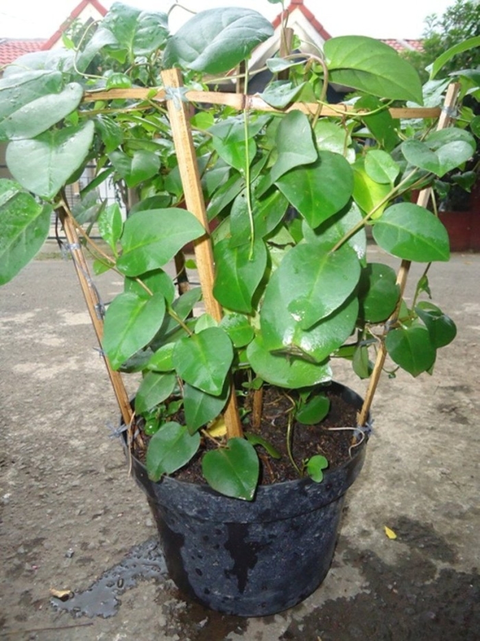 Монстера лиана вьющаяся