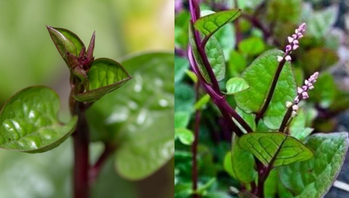 Alternanthera philoxeroides