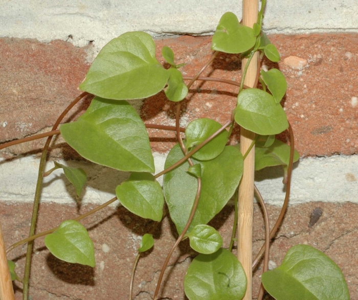 Лиана комнатная