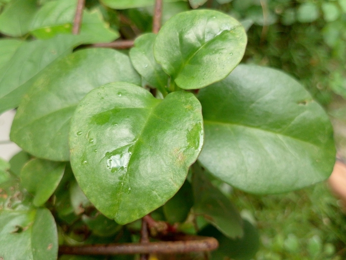 Пеперомия туполистная