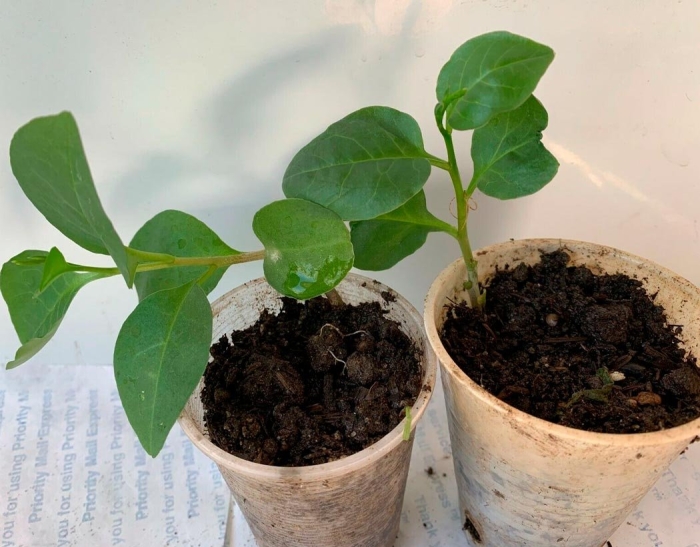 Рассада баклажан