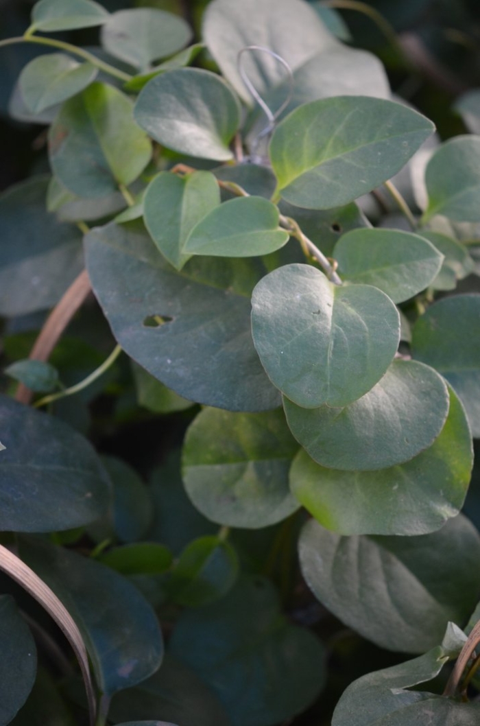 Пеперомия седая peperomia incana