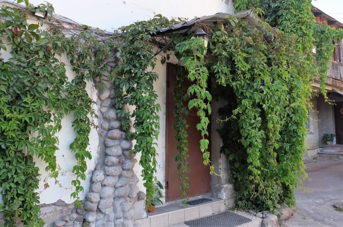 Девичий виноград (партеноциссус) - лиана