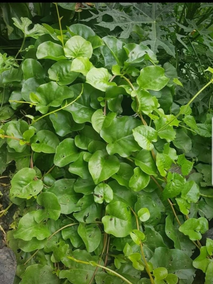 Буссенгольция андредера