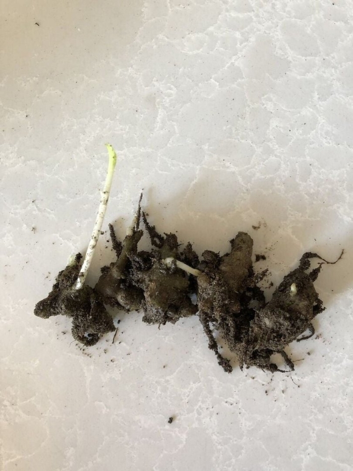 Клубни ранункулюса