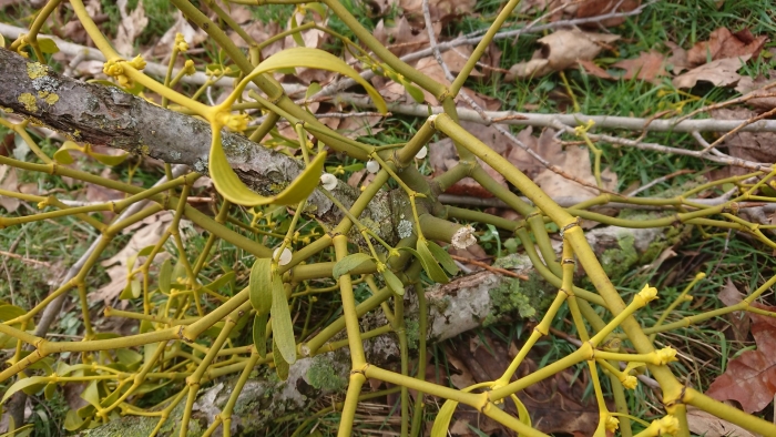 Омела белая