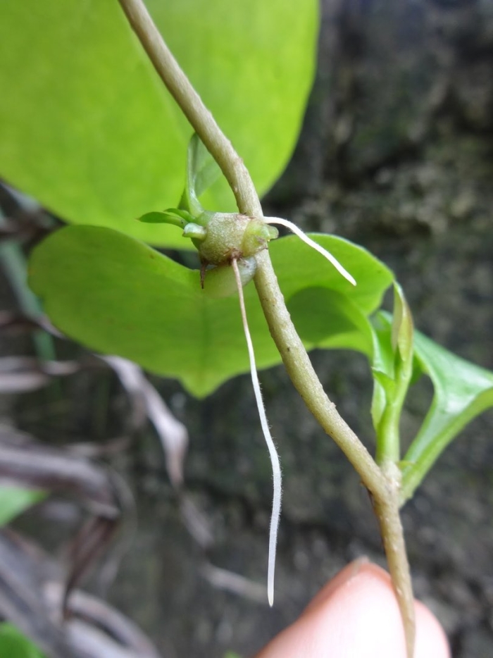 Aristolochia serpentaria