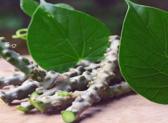 Tinospora cordifolia