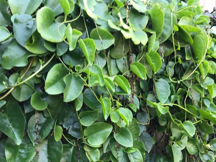 Анредера сердцелистная