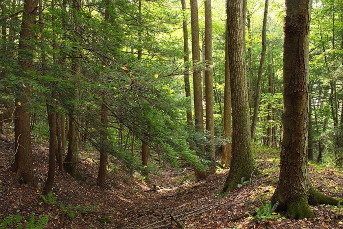 Хвойно-широколиственный лес