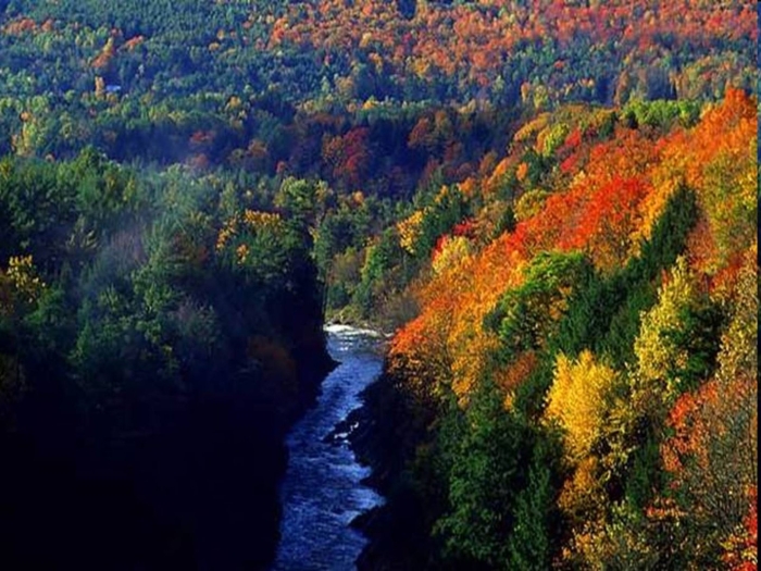 Широколиственные леса дальнего востока