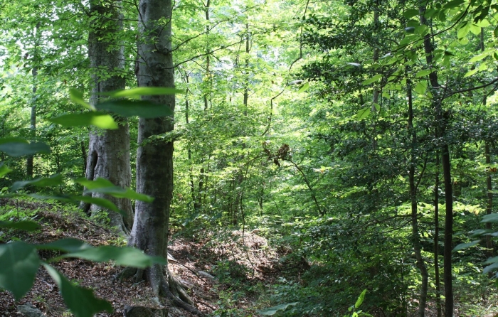 Широколиственные лес