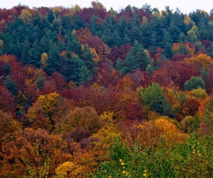 Смешанные леса россии