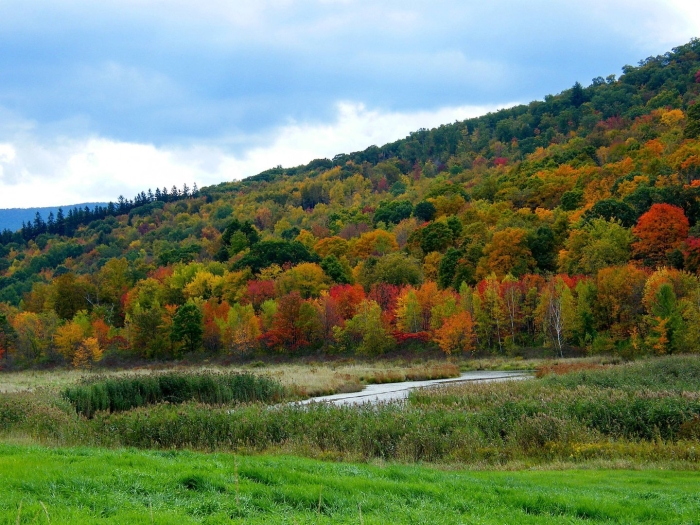 Смешанные и широколиственные леса дальнего востока