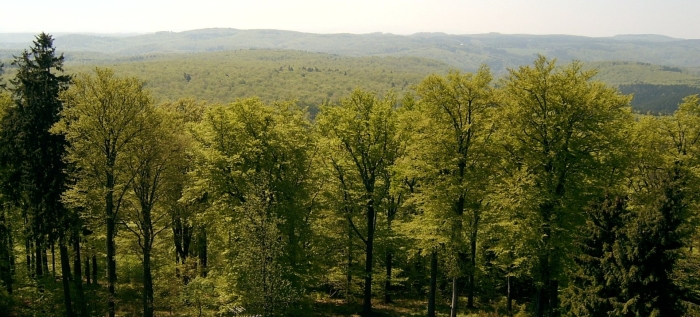 Широколиственный лес россии