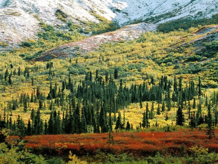 Denali national park and preserve