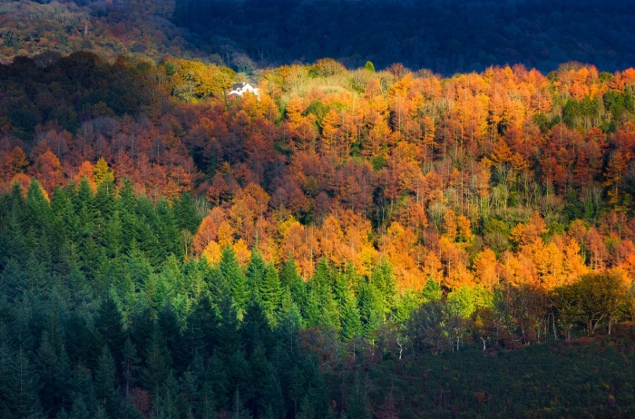 Смешанные и широколиственные леса россии