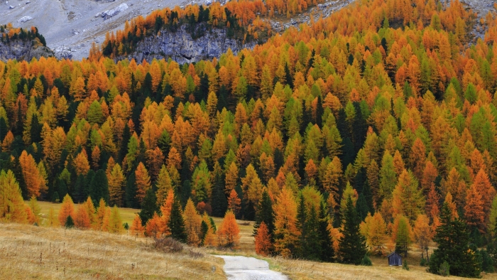 Смешанные и широколиственные леса урал