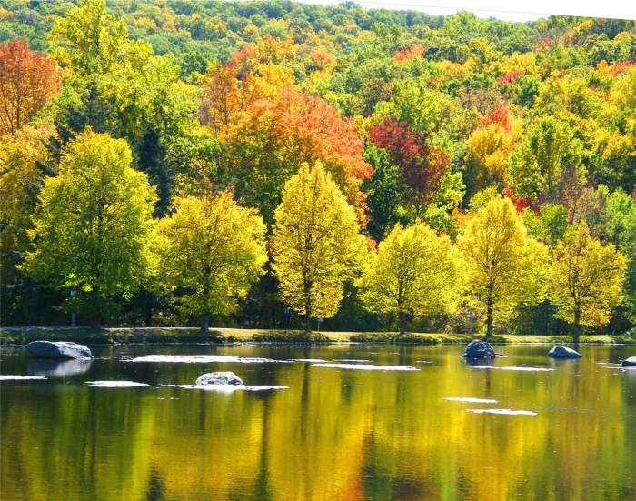 Зона смешанных и широколиственных лесов