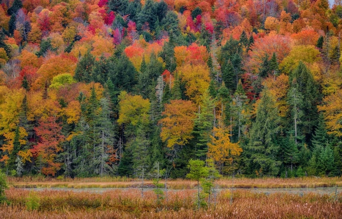 Зона смешанных и широколиственных лесов россии